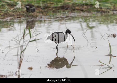 Glossy ibis, Plegadis falcicinellus, nel Parco Naturale di El Hondo, comune di Crevillente, provincia di Alicante, Spagna Foto Stock