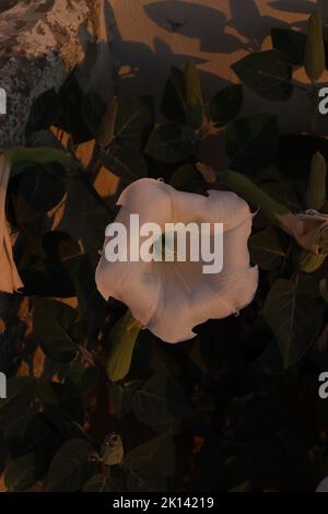 Uno sguardo più da vicino a un fiore bianco datura inoxia Foto Stock