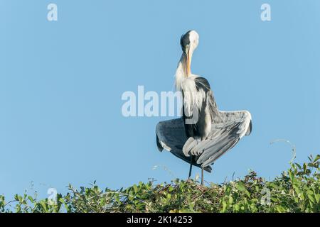 Cocoi Heron, Ardea Cocoi, preda di un solo adulto in piedi sull'albero, Pantanal, Brasile, 20 giugno 2022 Foto Stock