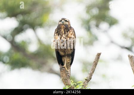 Grande falco nero, Buteogallus urubitinga, singolo giovane arroccato nell'albero, Pantanal, Brasile, 18 giugno 2022 Foto Stock