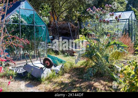 Carciofi selvatici e serre su un comune di assegnazione a Crouch End, Haringey, Londra, Regno Unito Foto Stock