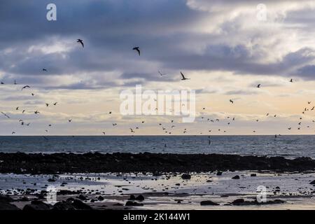 Gregge di gabbiani marini in volo lungo la costa scozzese all'alba. Foto Stock