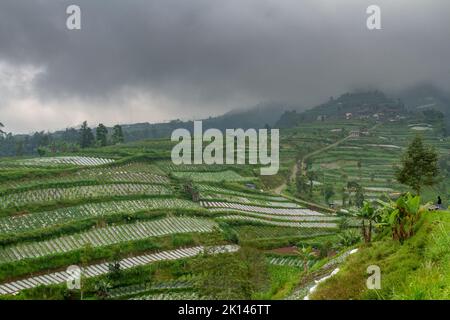Una piccola strada che attraversa un'area agricola piantata di ortaggi, lo sfondo è un paio di case sulle pendici di una montagna e la nebbia sta cadendo, un RU Foto Stock