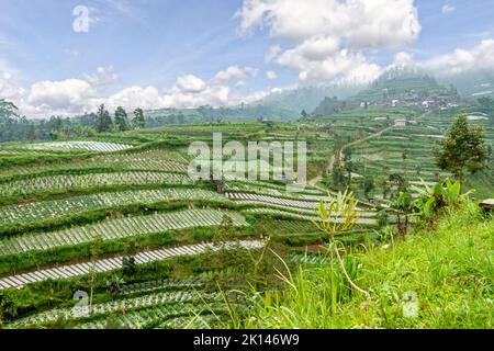Una piccola strada che attraversa un'area agricola piantumata di verdure, lo sfondo è un paio di case sui pendii di montagna e cielo nuvoloso, paesaggio rurale i Foto Stock