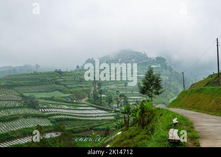 Una piccola strada che attraversa un'area agricola piantata di ortaggi, lo sfondo è un paio di case sulle pendici di una montagna e la nebbia sta cadendo, un RU Foto Stock