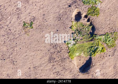 L'impronta di un singolo piede umano nella sabbia bagnata con alghe sulla spiaggia. Foto Stock