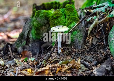 Un primo piano di Amanita phalloides, comunemente noto come il cappuccio della morte. Foto Stock