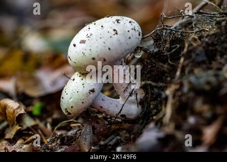 Un primo piano di Agaricus arvensis, comunemente noto come i funghi di cavallo. Foto Stock