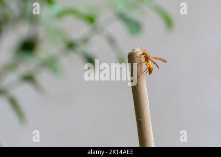 Vespola vulgaris, conosciuta come la vespa comune, appesa a un bastone in giardino fatto in casa. Howrah, Bengala Occidentale, India. Foto Stock