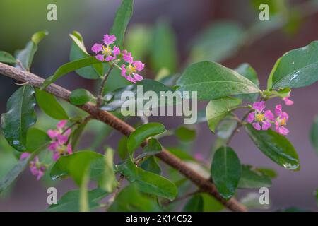 Dettagli di un cespuglio di acerola con petali di fiori rosa e stampini gialli. Foto Stock