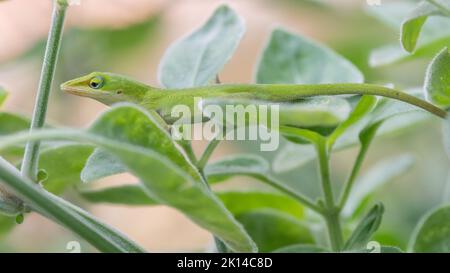 Anolis carolinensis lucertola alla ricerca del fogliame per il cibo in una giornata di sole estate in giardino. Foto Stock