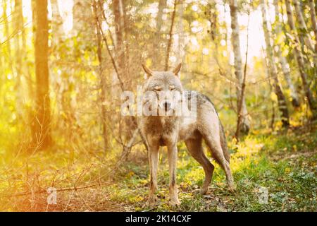 Foresta lupo eurasiatico, Nome scientifico - Canis lupus in ambiente naturale. Foresta nella stagione autunnale. Habitat naturale. Gray o Grey Wolf noto anche come Foto Stock