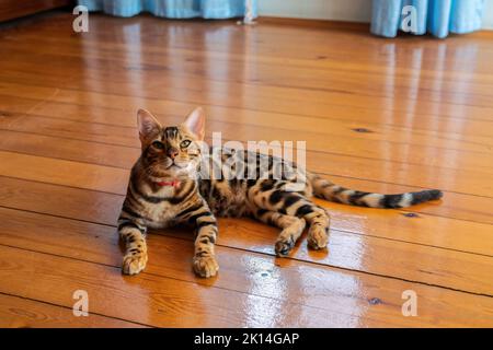 Giovane gatto bengala purerosso che riposa sul pavimento Foto Stock