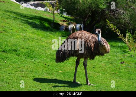 UEM su erba Foto Stock