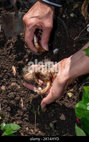 Ragazza giardiniere piantare bulbi daffodil in autunno pronto per i prossimi anni primavera UK fotografia scattata da Simon Dack Foto Stock