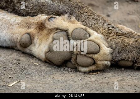 Primo piano di un'enorme zampa di leoni che riposa dopo la caccia Foto Stock