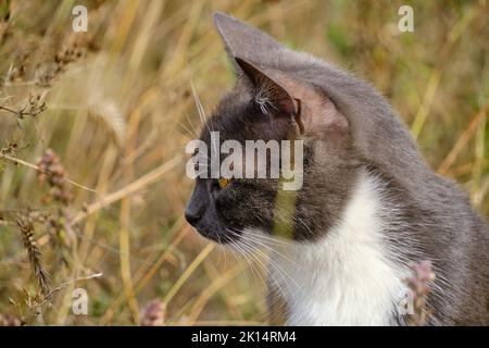 Gatto ritratto in colore grigio e bianco seduto tra erba alta Foto Stock