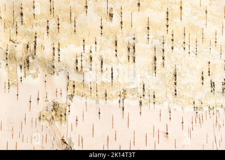 La consistenza della corteccia di betulla. Sfondo di corteccia di betulla. Corteccia di betulla rossa. La consistenza della corteccia di betulla bianca. Foto Stock