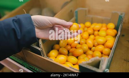 Giovane donna che sceglie i kumquats freschi in un supermercato selezionato dall'azienda agricola biologica. Foto Stock