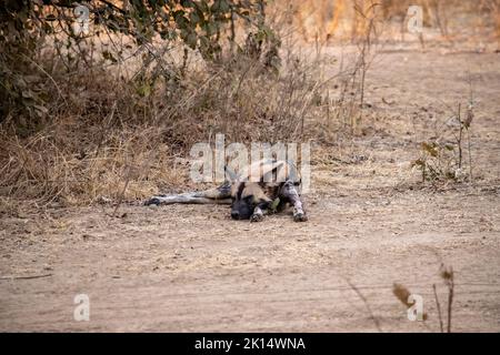 Primo piano di un bel cane selvaggio nella savana Foto Stock