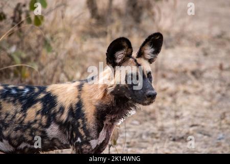 Primo piano di un bel cane selvaggio nella savana Foto Stock