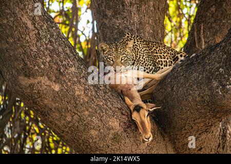 Primo piano di un leopardo che mangia un impala su un albero Foto Stock