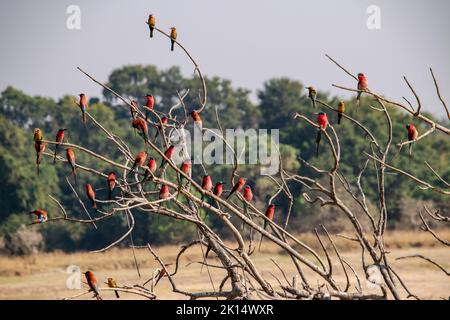 Primo piano di un gregge di apicoltura carminato poggiato su un albero Foto Stock