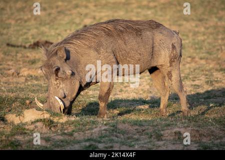 Un primo piano di un enorme warthog mangiare nella savana Foto Stock