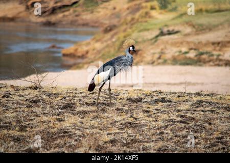 Un primo piano di una meravigliosa gru a corona grigia sulla riva sabbiosa del fiume africano Foto Stock
