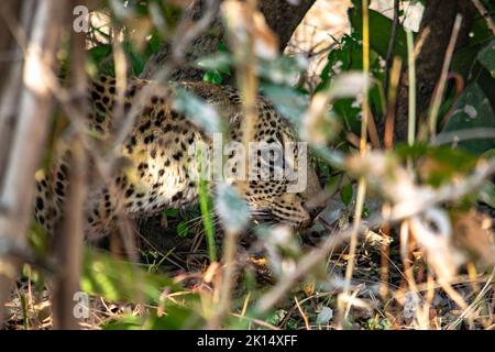 Primo piano di un leopardo che mangia un impala nel cespuglio Foto Stock