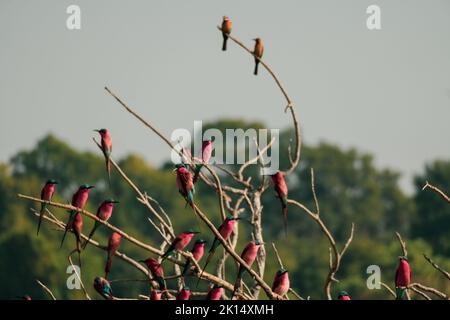 Primo piano di un gregge di apicoltura carminato poggiato su un albero Foto Stock