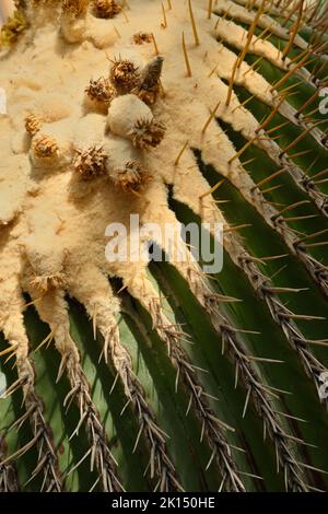 Cactus a canna d'oro gigante, viznaga, o biznaga de dulce, il più grande cactus a botte, originario del Messico centrale nel deserto del Chihuahuan, Echinocactus platya Foto Stock