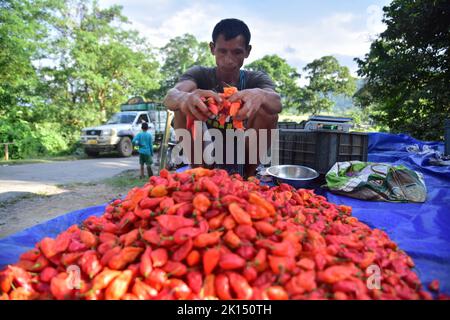 Nagaon, India. 15th Set, 2022. Un fornitore vende peperoncino fantasma, localmente conosciuto come 'bhut jolokia', nel distretto di Nagaon dello stato nordorientale di Assam, India, 15 settembre 2022. Credit: Str/Xinhua/Alamy Live News Foto Stock