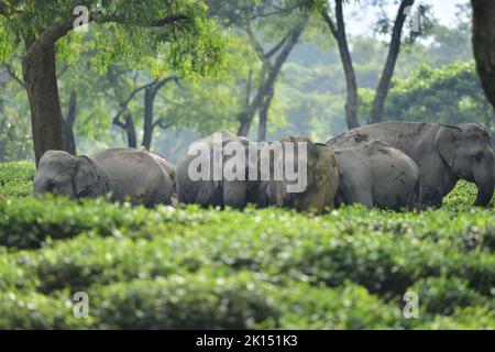 Nagaon, India. 15th Set, 2022. Una mandria di elefanti selvatici sono visti all'interno di una tenuta del tè nel distretto di Nagaon dello stato nordorientale di Assam, India, 15 settembre 2022. Credit: Str/Xinhua/Alamy Live News Foto Stock