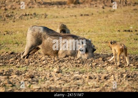 Un primo piano di un enorme warthog mangiare nella savana Foto Stock