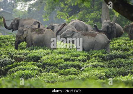 Nagaon, India. 15th Set, 2022. Una mandria di elefanti selvatici sono visti all'interno di una tenuta del tè nel distretto di Nagaon dello stato nordorientale di Assam, India, 15 settembre 2022. Credit: Str/Xinhua/Alamy Live News Foto Stock