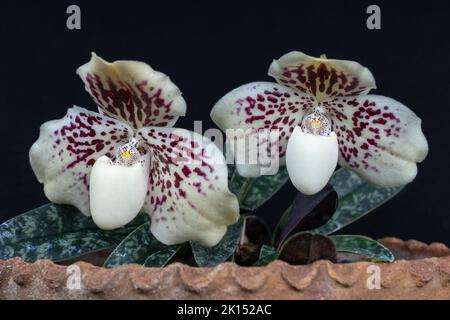 Vista in primo piano della bella signora scivpper orchidea specie paphiopedilum godefroyae var leucochilum con due fiori isolati su sfondo nero Foto Stock