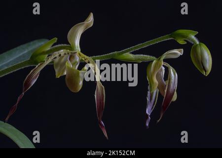 Fiori gialli, verdi, viola e marroni e gemma di bella signora slipper orchidea specie paphiopedilum parishii isolato su sfondo nero Foto Stock