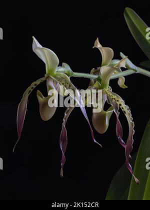 Fiori gialli, verdi, viola e marroni di bella signora slipper orchidea specie paphiopedilum parishii isolato su sfondo nero Foto Stock