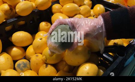 Limone marcio di bassa qualità nelle mani di una ragazza. Muffa, prodotti guastati nel supermercato. Foto Stock