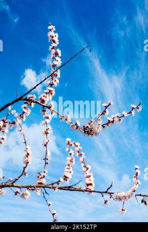 fiore bianco di fronte ad un cielo blu. primavera nel mese di aprile. fiori rami di melo Foto Stock