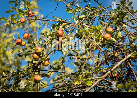 Cox's Orange Pippin mele che crescono nel giardino di una casa nel sud dell'Inghilterra. Foto Stock