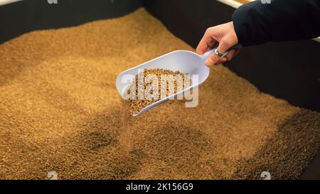 La mano femminile sta raccogliendo grano saraceno nel supermercato. Foto Stock