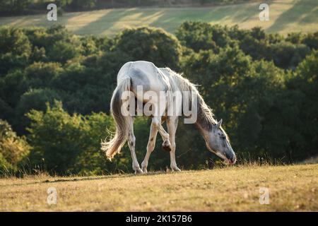 Cavallo bianco inquietante da mosche sul pascolo in estate. Scenario rurale Foto Stock