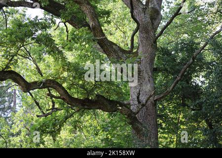 Quercia di 150 anni con muschio Foto Stock