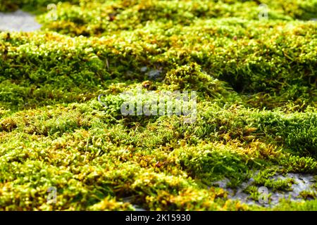 Muschio che cresce sul tetto di ardesia nel Lake District Foto Stock