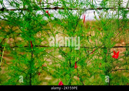 Cypress Vine, una specie di gloria mattutina, fiorisce su una recinzione, 8 settembre 2022, a Fairhope, Alabama. Foto Stock