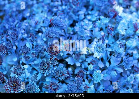 Fiori di crisantemo ricoperti di vernice blu in un giardino. Disegno di paesaggio, sfondo floreale Foto Stock