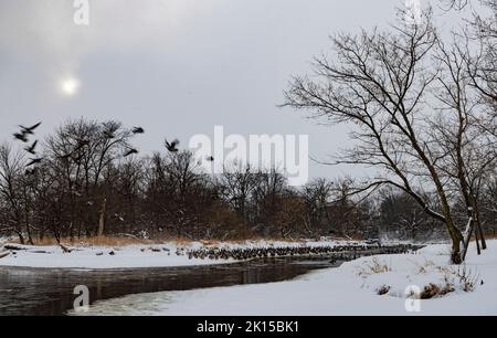 Le oche decolgono dal fiume DuPage mentre centinaia si riuniscono lungo le rive, il DuPage River Village Park, Shorewood, Will County, Illinois Foto Stock