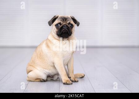 Ritratto carino divertente cane pug seduto sul pavimento e guardando la macchina fotografica su sfondo grigio a casa Foto Stock